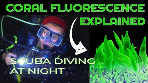 Coral Fluorescence Explained While Diving At Night Youtube