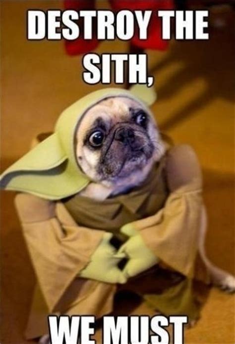 Dog Yoda Funlexia Funny Pictures