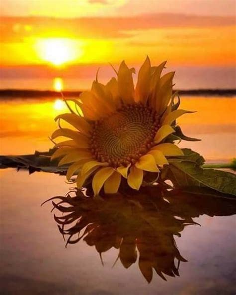Good Morning No Words Sunrise Sunflower Wallpaper Sunflower