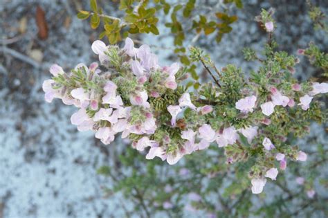 Conradina Canescens Wild Rosemary