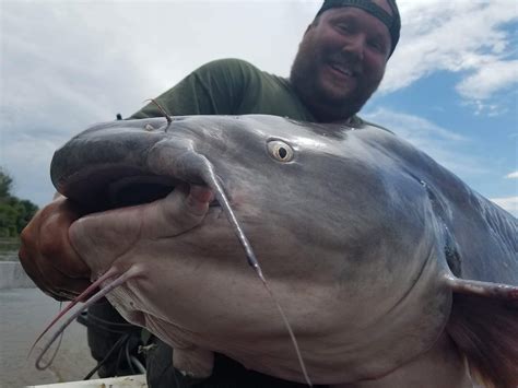 Biggest Blue Catfish Ever Caught On Film Northwoods Angling