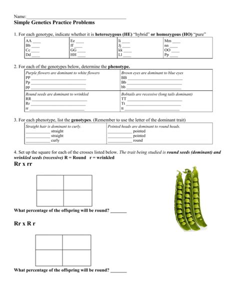 Genetics 8th Grade Worksheet