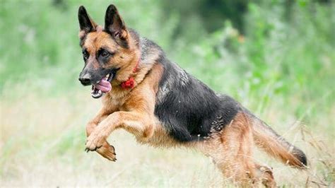 Folleto Hermanos Mañana Escala De Inteligencia De Los Perros Lazo