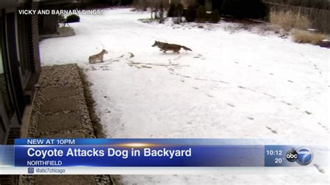 Video Coyote Attacks Dog In Northfield Abc7 Chicago