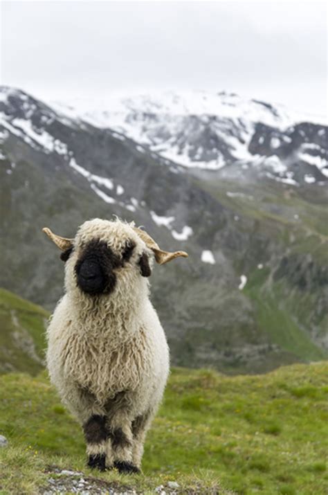 These Valais Blacknose Sheep Look Like Stuffed Animals Even Though They