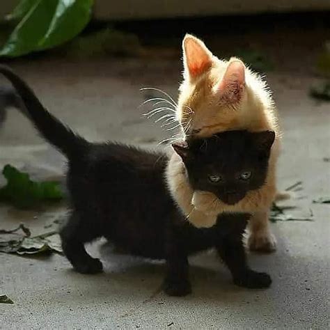 Best 19 Black Cat Love Photos Of The Day You Ever Seen