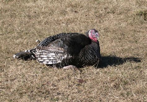 Free Wild Turkey Stock Photo