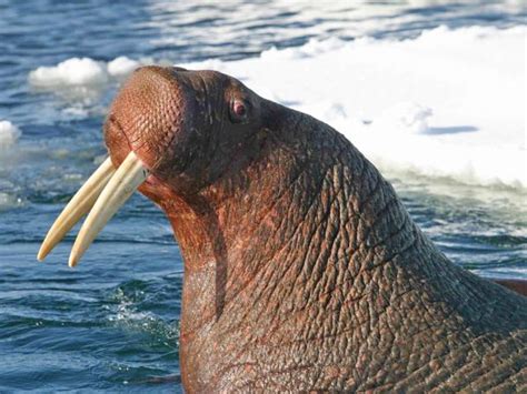 Four Dead Walruses Test Positive For Algae Toxin Uaf News And Information