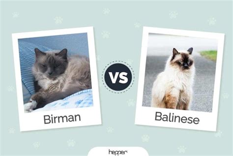 Birman Cat Vs Balinese Cat Pictures Differences And Which To Choose