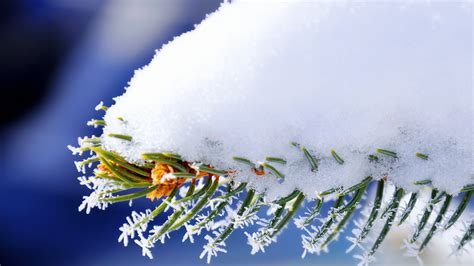 1920x1080 Spruce Branch Needles Snow Coolwallpapersme