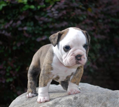 Dad english bulldog stud lilac in colour mum was apricot sharpei who unfortunately passed away when pups were 5days old, both parents were full kc pedigree but pups. patches4w3 - Olde South Bulldogges