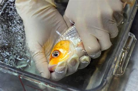Denver Fish Vet Known As Dr Koi Keeps Patients Feeling Fin The