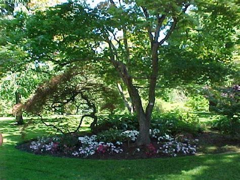 However, a comprehensive guide to what fruit trees to plant in san diego is available here. best trees to plant in your yard for shade | Free Shade ...