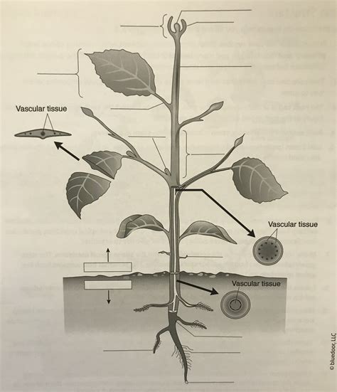 Gross Anatomy Of A Dicot Plant Diagram Quizlet