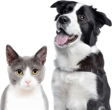 Is Cheap Pet Insurance Worth It | Best Pet Insurance Company