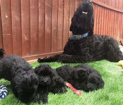New zealands only black russian terrier kennels, dedicated to type and temperament. Registered Black Russian Terrier Puppies for sale Huntsville