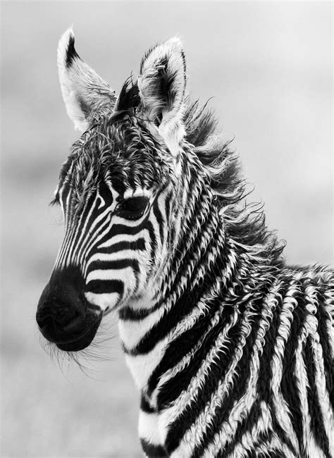 Zebra Foal By Denzil Mackrory