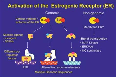 Action Of Selective Estrogen Receptor Modulators Serms Through The