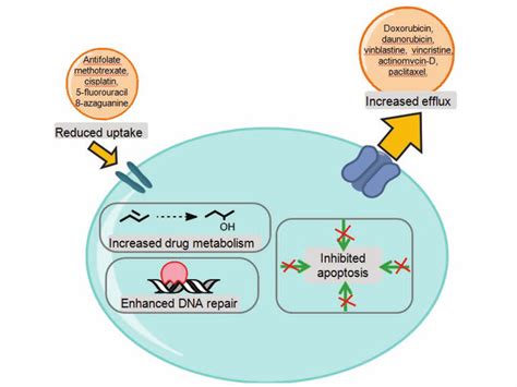 Multidrug Resistance Examples Of Cellular Characteristics That Enable