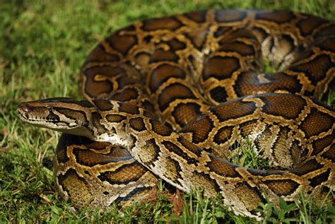 The Worlds Third Largest Snake The Burmese Python Is An Invasive