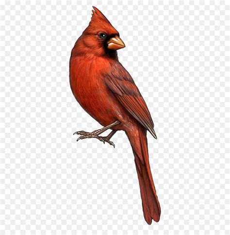 Cardinal Vector At Getdrawings Free Download