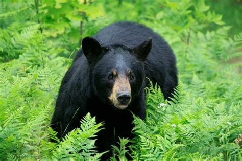 12 Amazing Black Bear Facts And Where To See Them Discover Wildlife