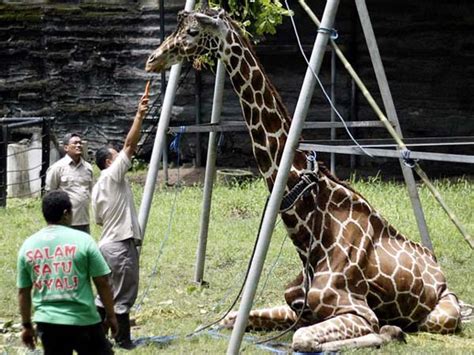 Surabaya Zoo Aka Zoo Of Death Needs To Be Shut Down Right Now Pulptastic