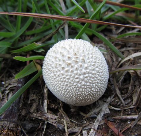 Using Georgia Native Plants The Magic Of Mushrooms