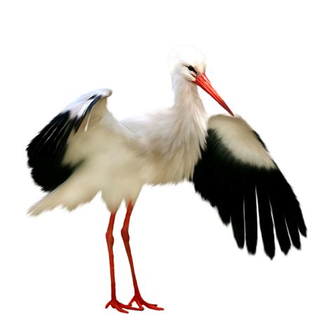 Stork Png Transparent Image Download Size 800x800px