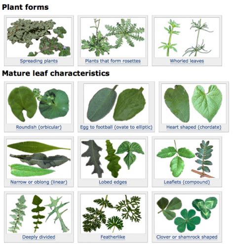 Weeds Identification Chart A Visual Reference Of Charts Chart Master
