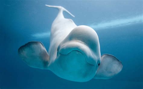 Animal Beluga Whale Hd Wallpaper