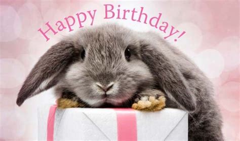 Happy Bunny Birthday Quotes Shortquotescc