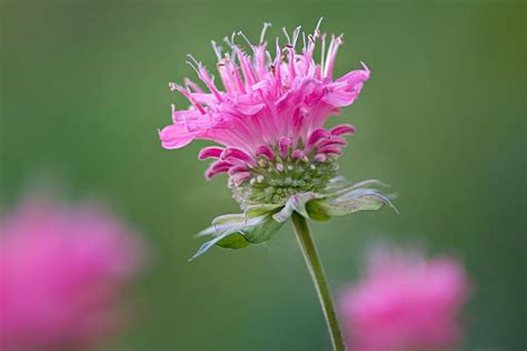 With its royal symbolism, shades of purple are sure to add some elegance access our definitive guide with all the chinese flowers from a to z with fascinating photos and discover your new favorite chinese flowers! An A-Z List of Flower Names You Should Bookmark Right Away ...