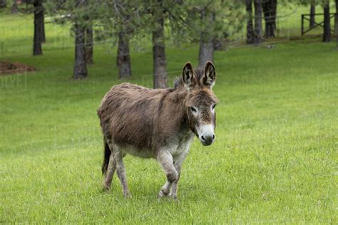 A Cute Miniature Donkey Walks In The Grassy Pasture In North Idaho