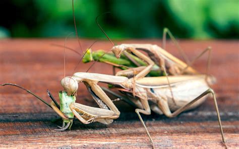 Male Vs Female Praying Mantis What Is The Difference Insectic