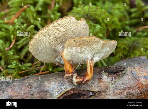 Winter Polypore Mushroom Stock Photo Alamy