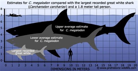 The Shark Cage The Megalodon