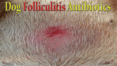 Bacterial Folliculitis Dog