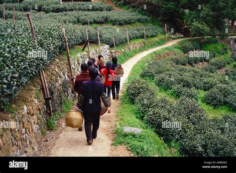 Tea Plantation Hangzhou China Stock Photo Alamy