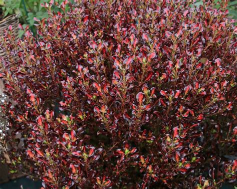 Farsi (persian) term or phrase: GardensOnline: Coprosma repens