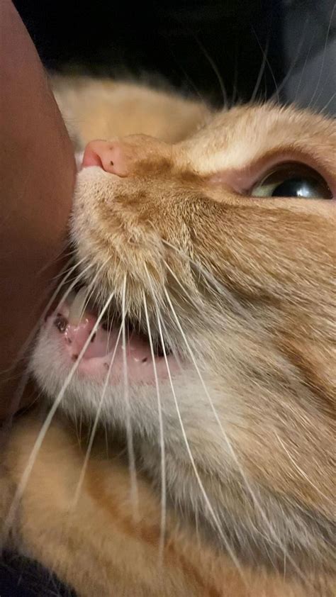 Eosinophilic Granuloma Cat Tongue Natacha Gallagher