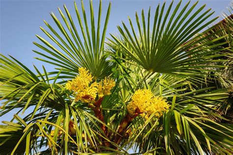 Blooming Palm Tree Stock Image Image Of Tree Palm Countryside 54372613