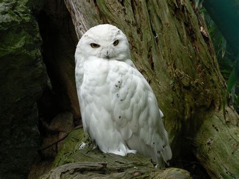 Das gängigste material für harry potter bild ist holz. Harry Potter lässt grüßen Foto & Bild | tiere, zoo ...