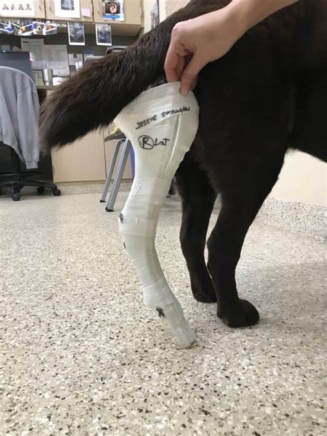Jessie And Her Orthopets Tarsus Device Dog Ankle Brace