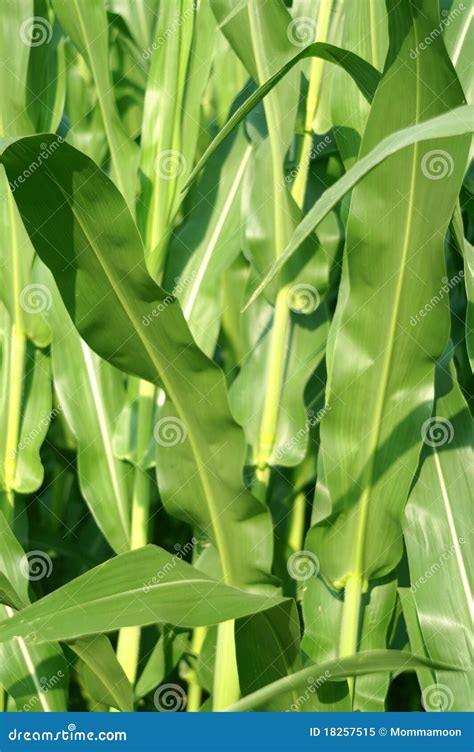Corn Stalks Leaves Royalty Free Stock Photo Image 18257515