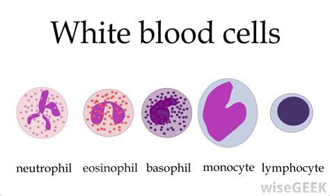 White Blood Cells Blood And The Cardiovascular System