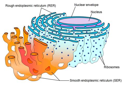It is of 3 dimensions. Smooth Endoplasmic Reticulum use and functions Golgi ...