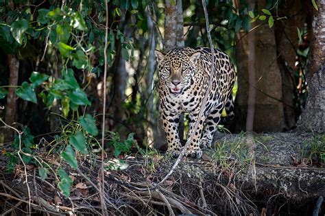 Cats Jaguar Big Cat Predator Animal Hd Wallpaper Peakpx