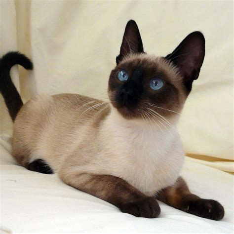 Seal Point Traditional Siamese Wow Such Bright Blue Eyes Tap The