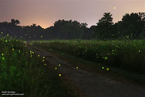 Purushwadi Fireflies Festival 2021 Treks And Trails India